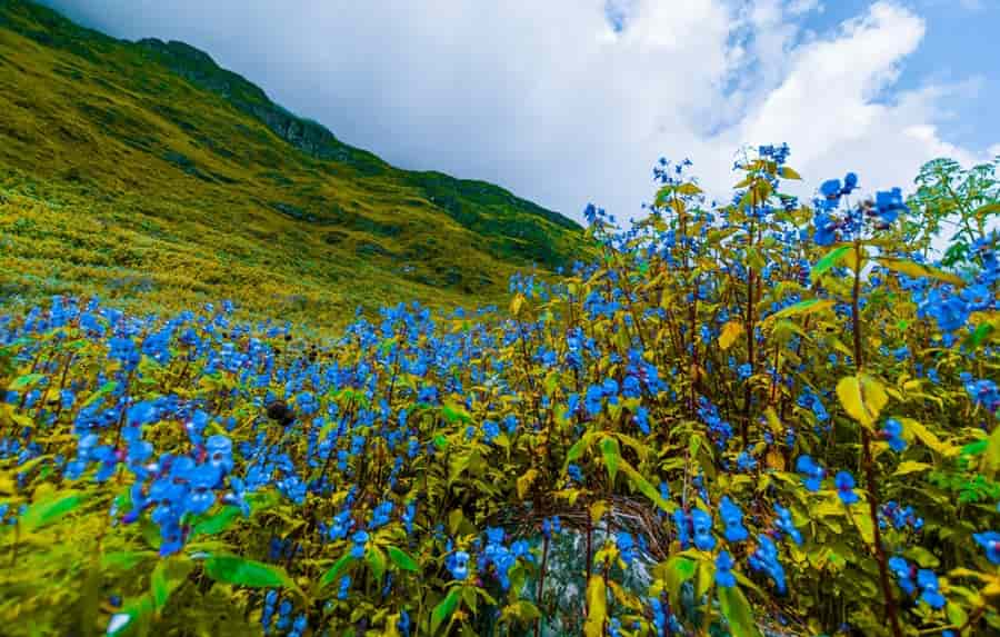 Valley of Flowers National Park