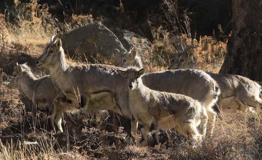 Gangotri National Park